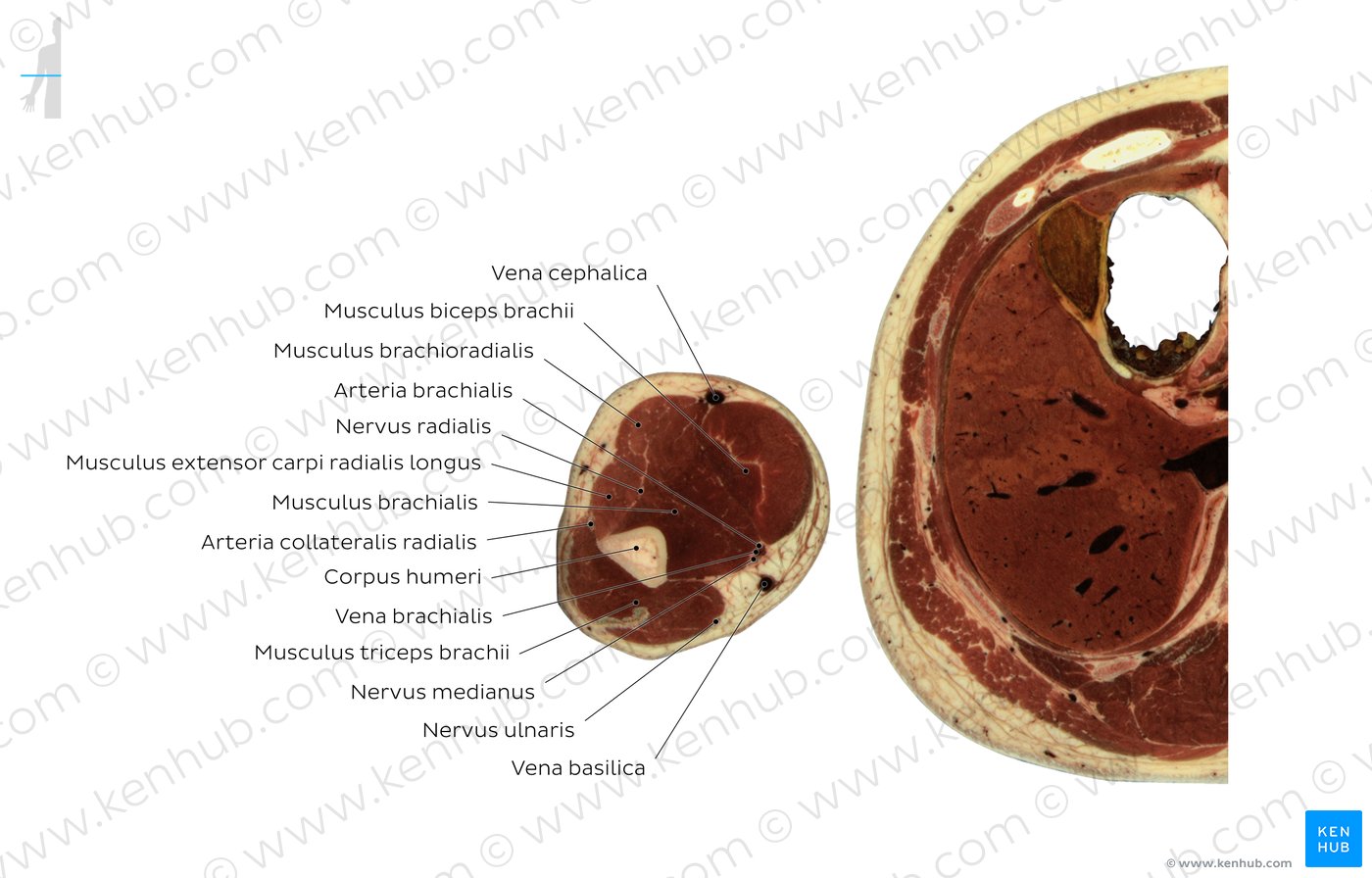 Höhe: Musculus brachialis - Überblick