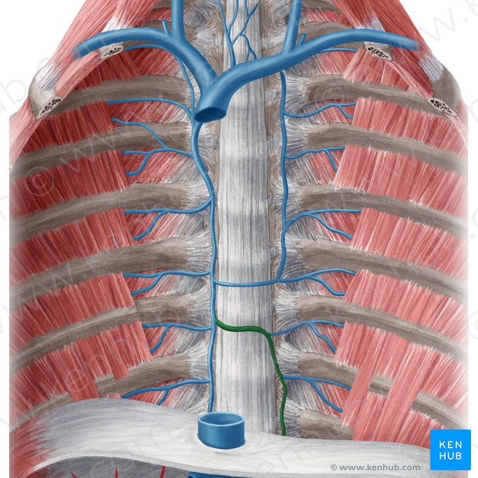 Veia hemiázigos (Vena hemiazygos); Imagem: Yousun Koh