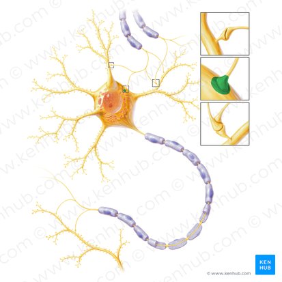 Synapse axosomatique (Synapsis axosomatica); Image : Paul Kim