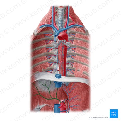 Arteria phrenica inferior (Untere Zwerchfellarterie); Bild: Yousun Koh
