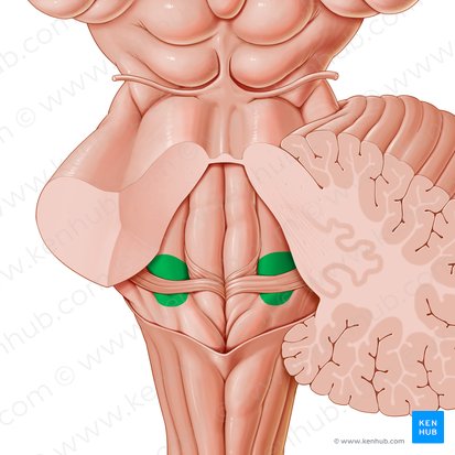 Area vestibularis ventriculi quarti (Vestibularbereich des vierten Ventrikels); Bild: Paul Kim