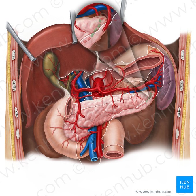 Artery of tail of pancreas (Arteria caudae pancreatis); Image: Esther Gollan