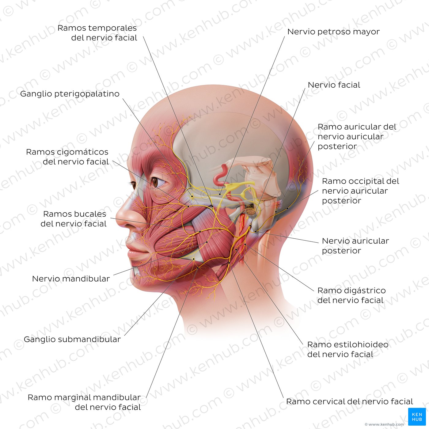 El trayecto del nervio facial (1)