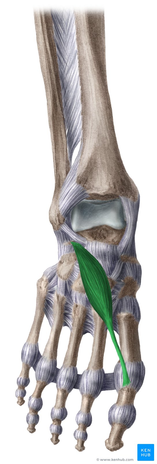 Músculo extensor curto do hálux (verde) - vista anterior