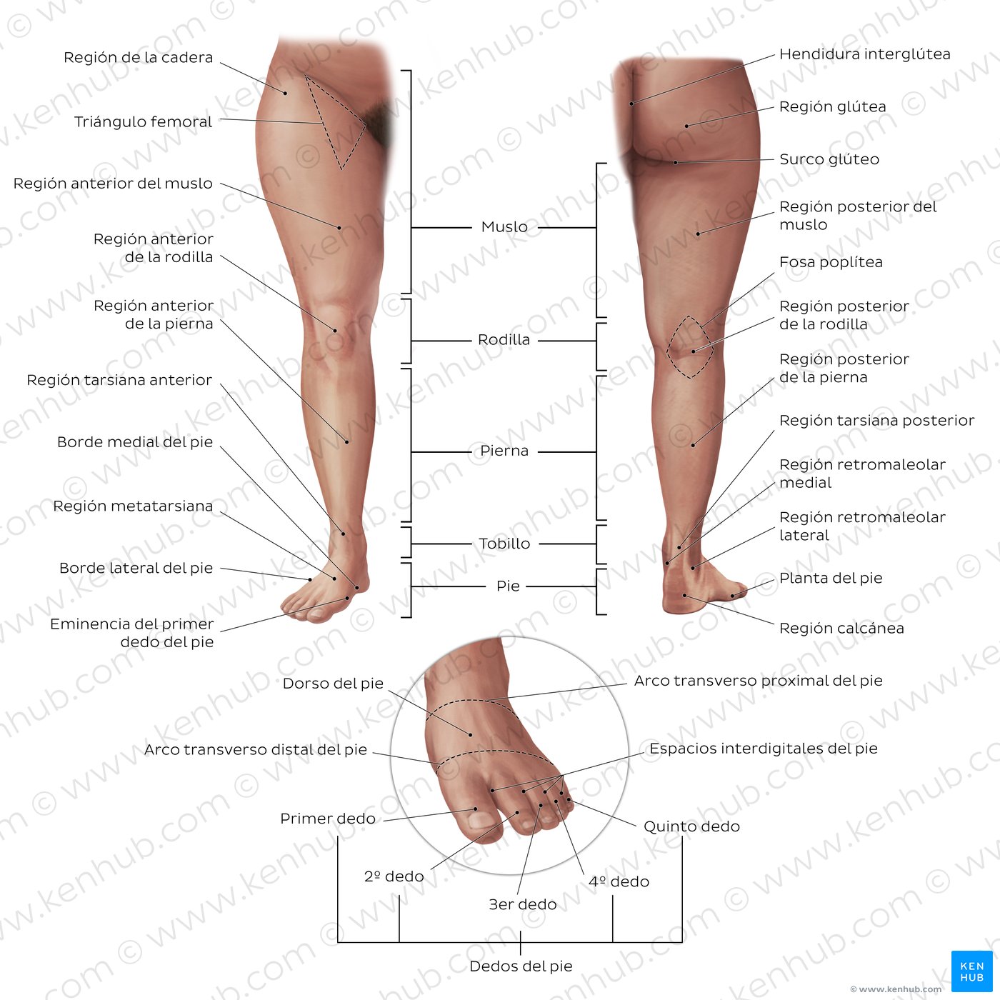 Regiones de la extremidad inferior
