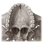 Nombres y nomenclaturas de los dientes