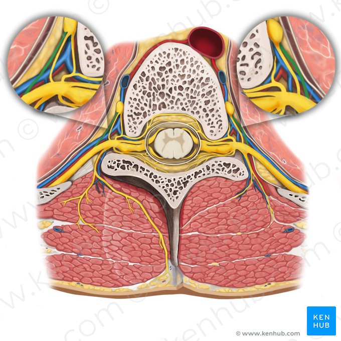 White communicating branch of spinal nerve (Ramus communicans albus nervi spinalis); Image: Rebecca Betts