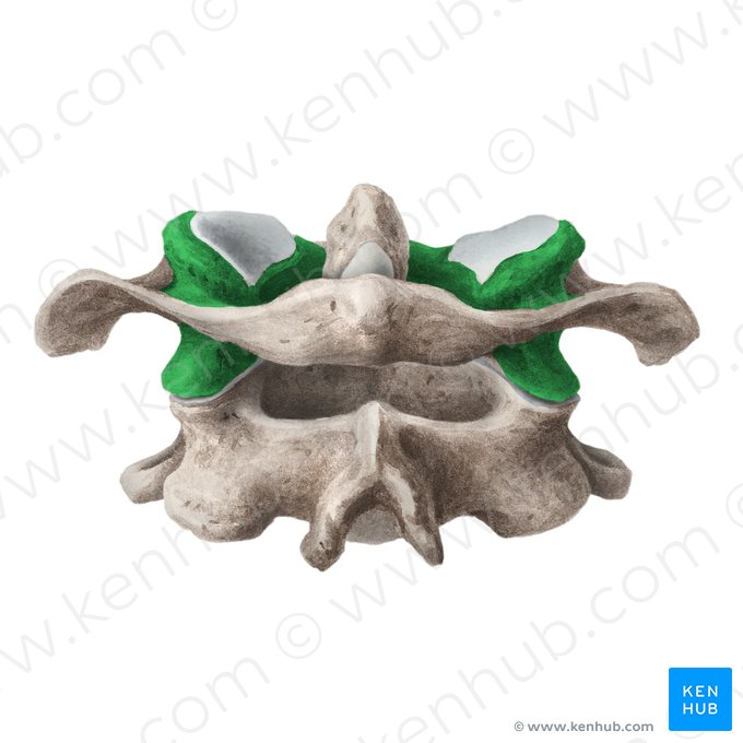 Lateral mass of atlas (Massa lateralis atlantis); Image: Liene Znotina