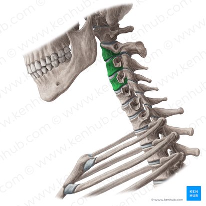 Cuerpos vertebrales de C2-C4 (Corpora vertebrarum C2-C4); Imagen: Yousun Koh