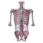 Blood vessels of the abdominal wall