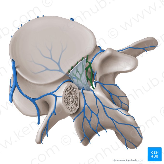 Anterior internal vertebral venous plexus (Plexus venosus vertebralis internus anterior); Image: Paul Kim