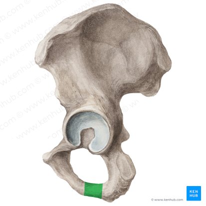 Ramus of ischium (Ramus ossis ischii); Image: Liene Znotina