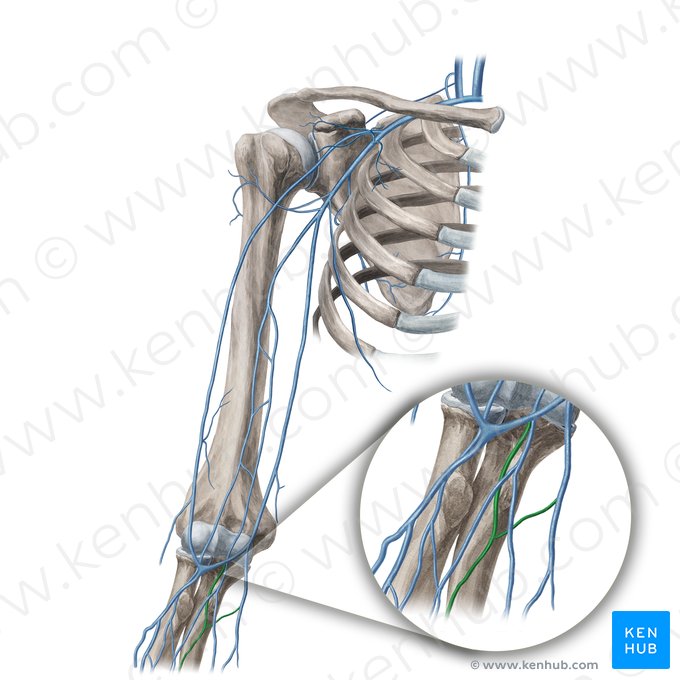 Median antebrachial vein (Vena mediana antebrachii); Image: Yousun Koh