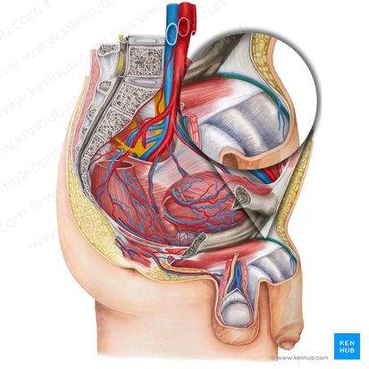 Artéria dorsal do pênis (Arteria dorsalis penis); Imagem: Irina Münstermann