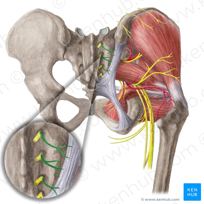 Middle cluneal nerves (Nervi clunium medii); Image: Liene Znotina