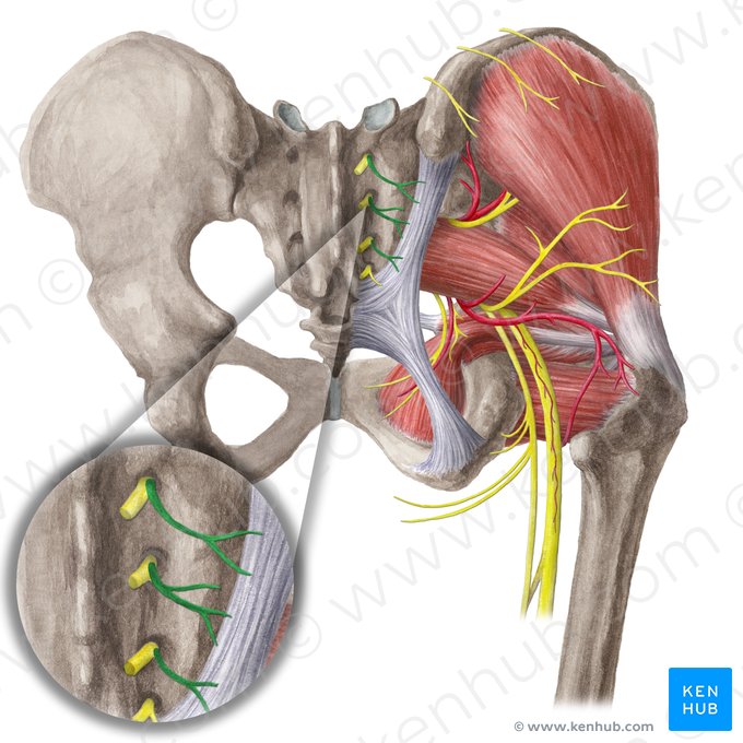 Nervios clúneos medios (Nervi clunium medii); Imagen: Liene Znotina