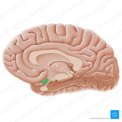 Optic chiasm (Chiasma opticum); Image: Paul Kim