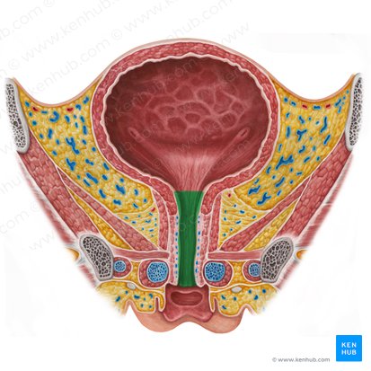 Uretra femenina (Urethra feminina); Imagen: Irina Münstermann