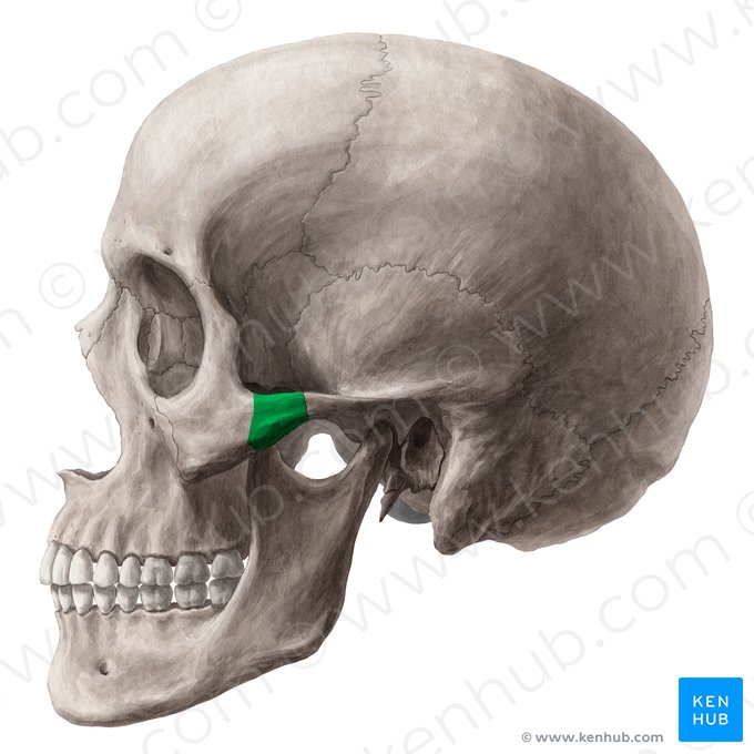 Temporal process of zygomatic bone (Processus temporalis ossis zygomatici); Image: Yousun Koh