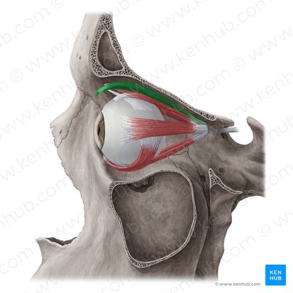 Músculo levantador da pálpebra superior (Musculus levator palpebrae superioris); Imagem: Yousun Koh