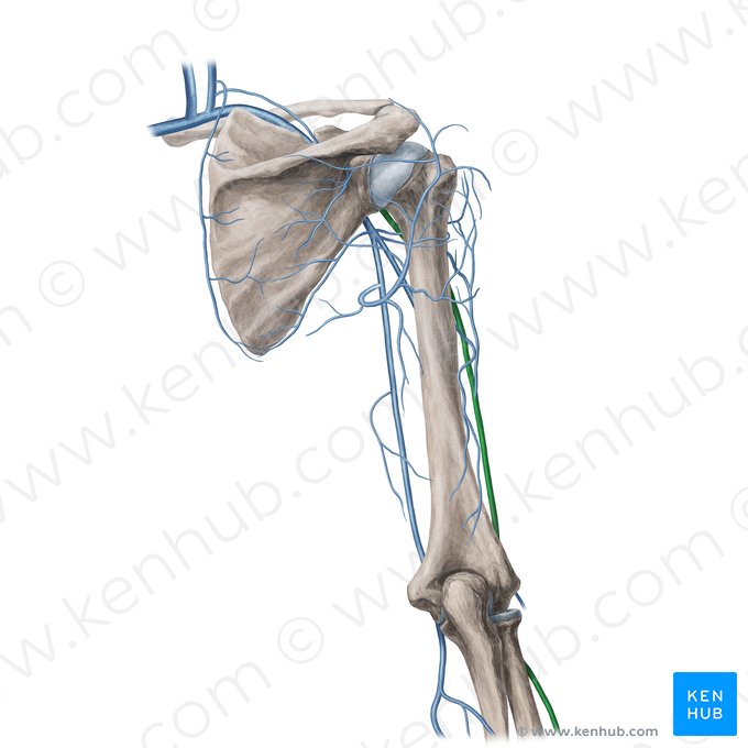 Veia cefálica (Vena cephalica); Imagem: Yousun Koh