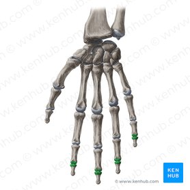Articulações interfalângicas distais do 2.º-5.º dedos da mão (Articulationes interphalangeae distales digitorum manus 2-5); Imagem: Yousun Koh