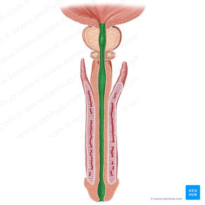 Male urethra (Urethra masculina); Image: Samantha Zimmerman