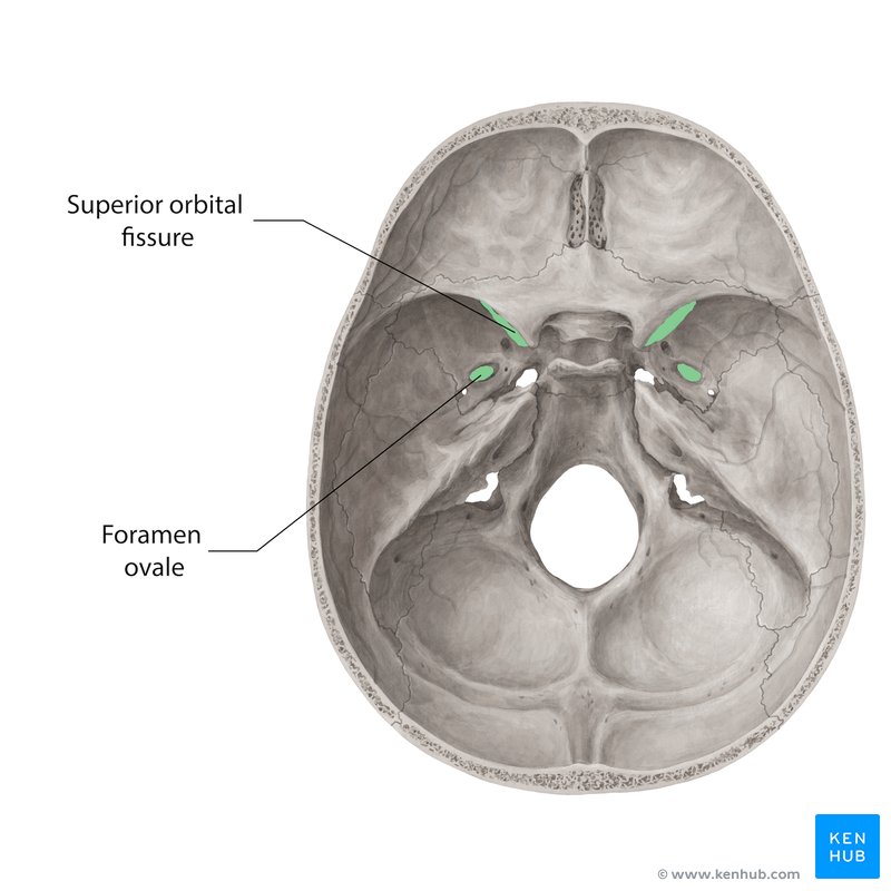 Superior orbital fissure and foramen ovale - superior view
