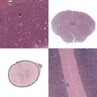 Histologie: Nervensystem