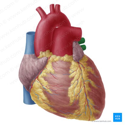Left pulmonary veins (Venae pulmonales sinistrae); Image: Yousun Koh