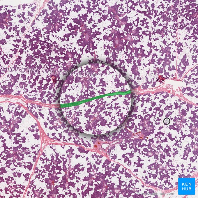 Septo interlobular (Septum interlobularis); Imagem: 