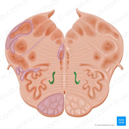 Medial accessory olivary nucleus (Nucleus olivaris accessorius medialis); Image: Paul Kim