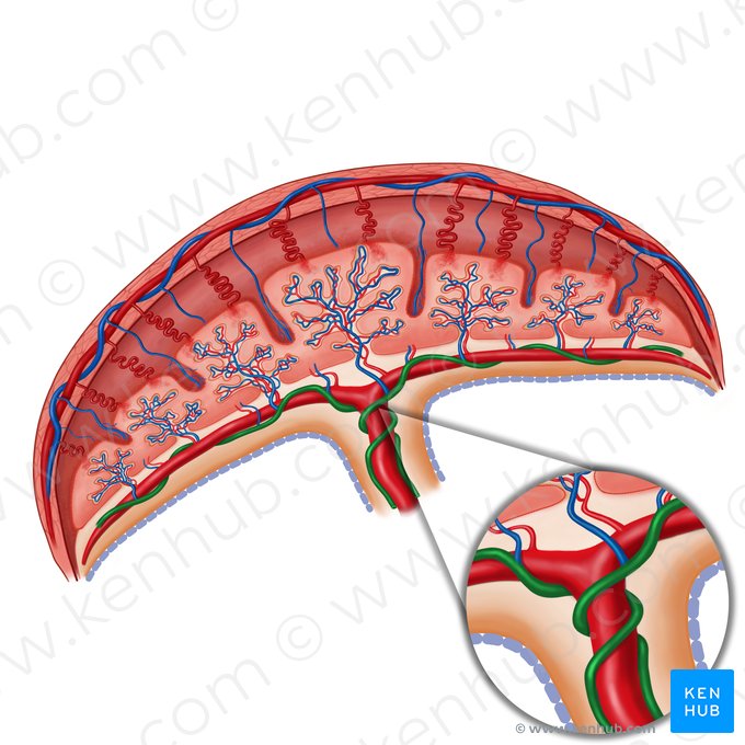 Arteria umbilicalis (Nabelarterie); Bild: Irina Münstermann