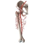Artéria femoral e os seus ramos
