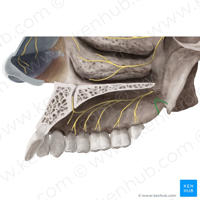 Lesser palatine nerve (Nervus palatinus minor); Image: Begoña Rodriguez