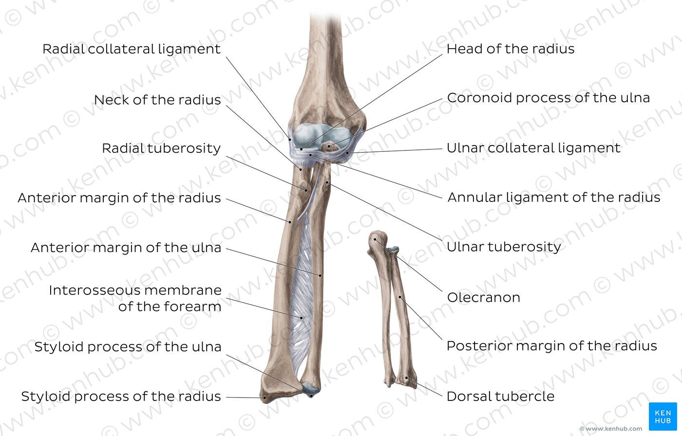 Ligaments of the elbow and forearm (overview)