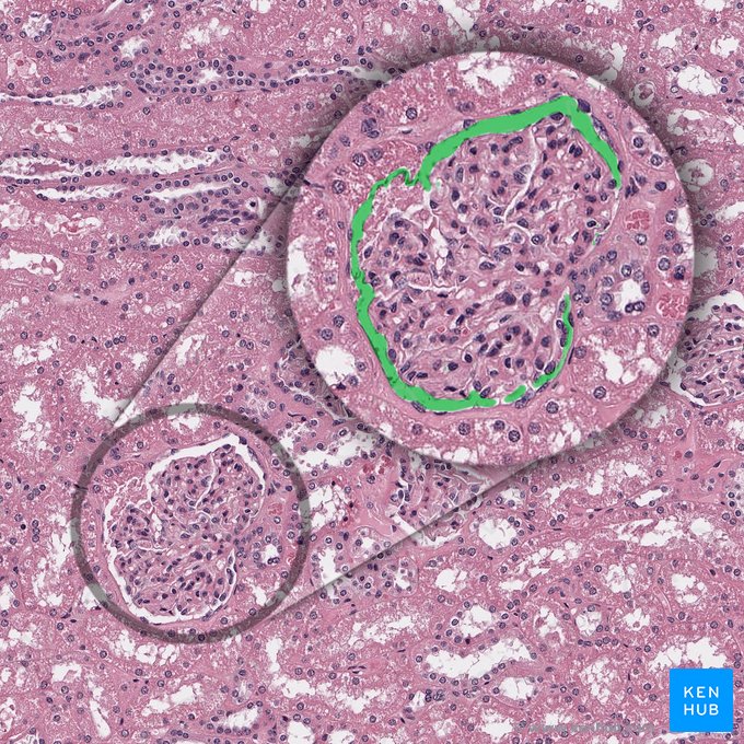 Espacio capsular del glomérulo (Spatium capsulare glomerularis); Imagen: 