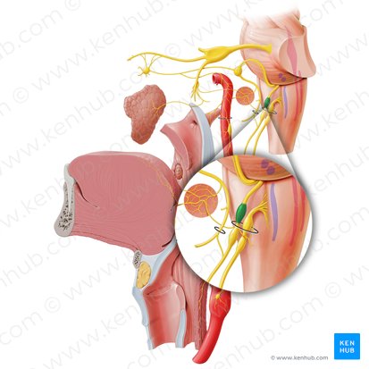 Ganglion superius nervi glossopharyngei (Oberes Ganglion des Zungen-Rachen-Nervs); Bild: Paul Kim