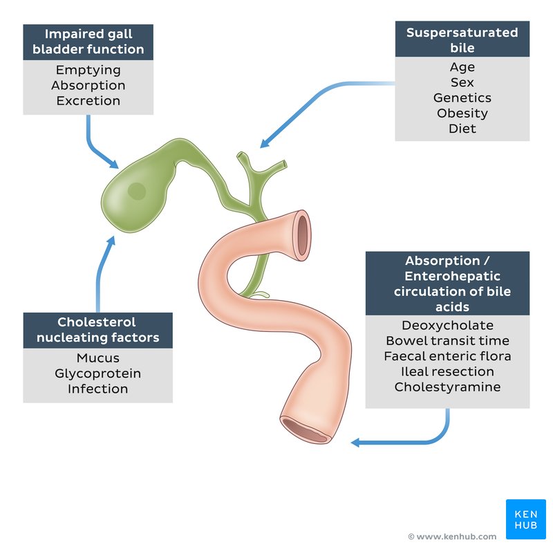 Factors affecting cholesterol gallstones formation