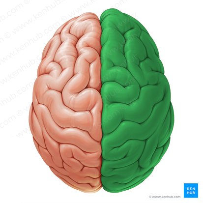 Hemisferio cerebral derecho (Hemisphaerium dextrum cerebri); Imagen: Paul Kim