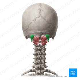 Neck muscles anatomy: List, origins, insertions, action | Kenhub