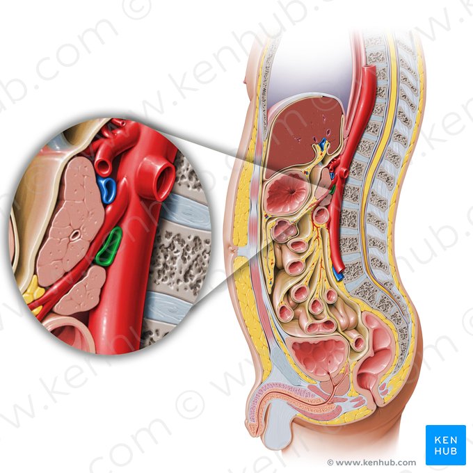 Left renal vein (Vena renalis sinistra); Image: Paul Kim