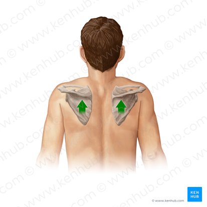 Elevación de la escápula (Elevatio scapulae); Imagen: Paul Kim