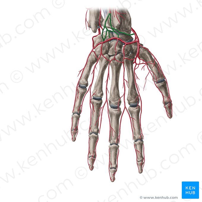 Anastomosis radiocarpiana dorsal (Rete radiocarpale dorsale); Imagen: Yousun Koh