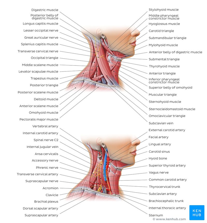 Triangles of the neck