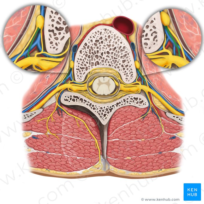 Ramus communicans griseus nervi spinalis (Grauer Verbindungsast des Spinalnervs); Bild: Rebecca Betts