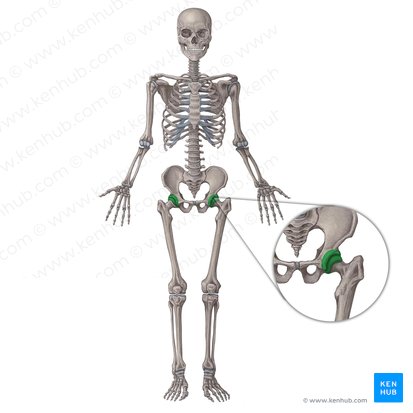 Articulación coxofemoral (Articulatio coxae); Imagen: Irina Münstermann