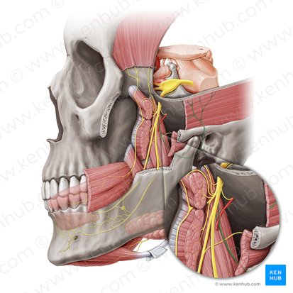 Infratemporal Fossa Branches of Mandibular Nerve (CN V3) Diagram