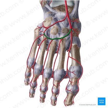 Arcuate artery (Arteria arcuata); Image: Liene Znotina