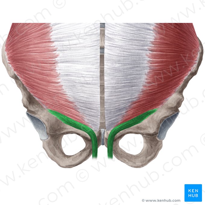 Músculo cremáster (Musculus cremaster); Imagen: Yousun Koh